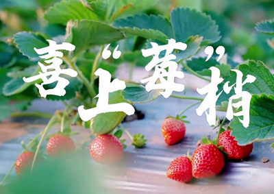 中國電信的信息技術正成為草莓種植戶拓展銷售、傳播口碑的新農具_400.jpg